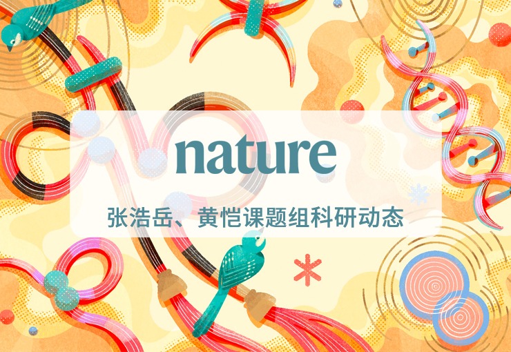 Nature｜张浩岳团队揭示三种SMC复合物如何协同调控染色质折叠